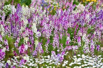 Obraz premium 日本の春の満開の桜の花