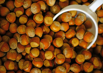 Dried hazelnuts in the shell at a farmers market
