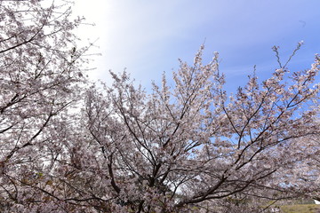 日本の春の満開の桜の花