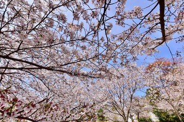 Obraz premium 日本の春の満開の桜の花