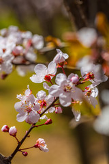 Ye Li, purple flowers ，Prunus Cerasifera Ehrhar f. atropurpurea，Prunus Cerasifera