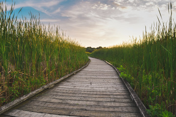 grassy boardwalk