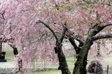 Cherry blossom at Sakuranosato Park in Izu peninsula