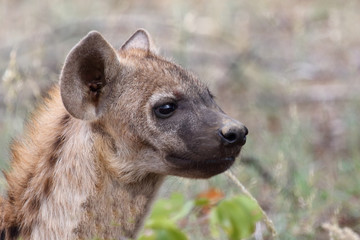 Tüpfelhyäne / Spotted Hyaena / Crocuta crocuta.