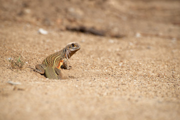 Leiolepis  belliana , Small-scaled lizards
