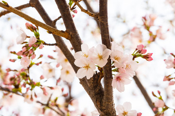 Cherry blossom in spring for background or copy space for text