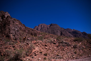llama landscape of mountains
