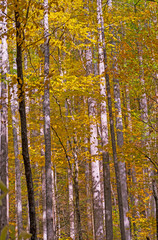 Fall Colors and White Bark in a Dense Forest