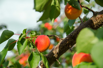 Closeup Apricots on tree branch 