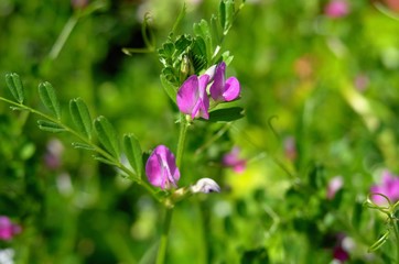 日本の春の満開の桜の花