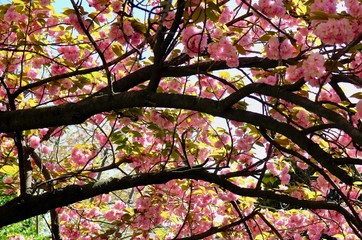 Fototapeta premium 日本の春の満開の桜の花