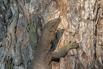 Land Monitor Lizard (Varanus bengalensis), Yala National Park, Sri Lanka