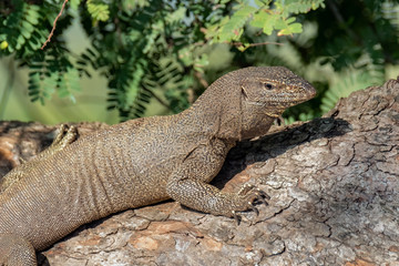 Land Monitor Lizard (Varanus bengalensis), Yala National Park, Sri Lanka