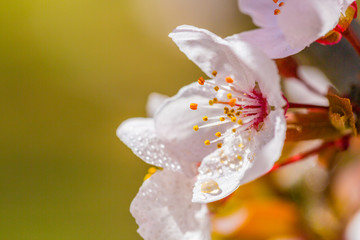 Ye Li, purple flowers ，Prunus Cerasifera Ehrhar f. atropurpurea，Prunus Cerasifera