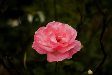 pink rose in garden