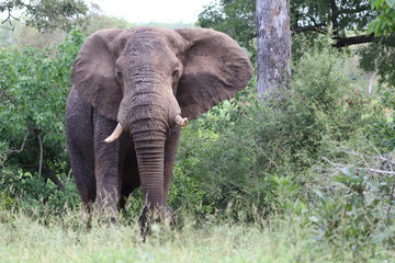 Fototapeta premium Afrikanischer Elefant / African elephant / Loxodonta africana