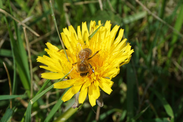 Honeybee on a Dandelion 2