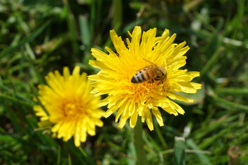 Honeybee on a Dandelion 14b