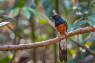White-rumped shama on branch in nature.