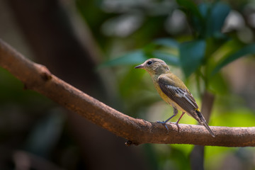 Naklejka na ściany i meble Yellow-rumped Flycatcher female on branch in nature