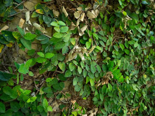Plant Wall,Princess Mother Memorial Park,bangkok,thailand