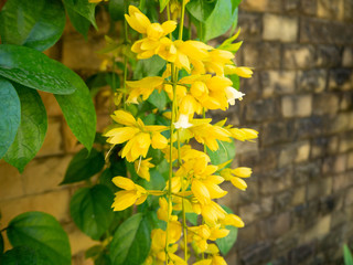 Golden shower tree,Princess Mother Memorial Park,bangkok,thaila