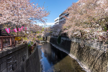 目黒川　葉桜