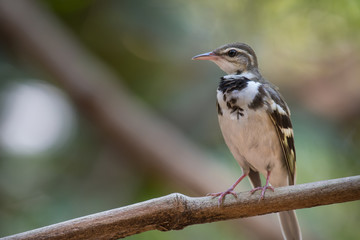 ‎Forest Wagtail on the branches in the hot air