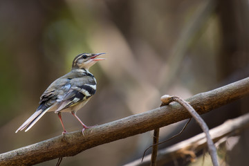 ‎Forest Wagtail on the branches in the hot air