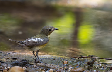 Yellow-rumped Flycatcher	female By the pond in nature