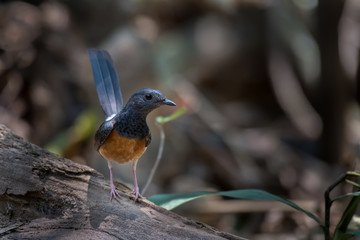White-rumped shama on branch in nature.