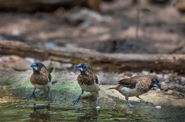 White-rumped Munia on the water in nature.