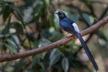 White-rumped shama on branch in nature.