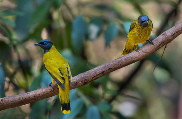 Black-headed Bulbul (Pycnonotus atriceps)on branch in nature.