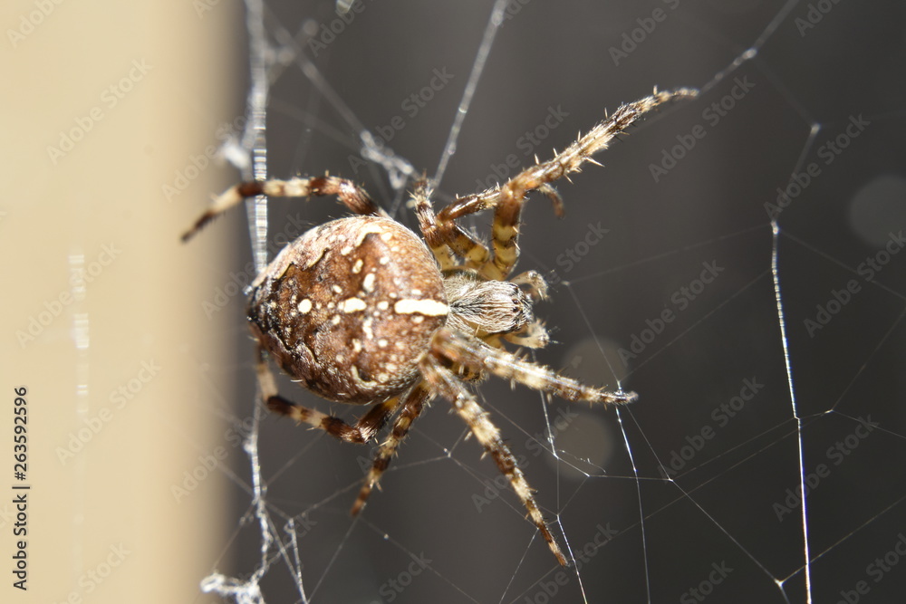 Wall mural spider on web