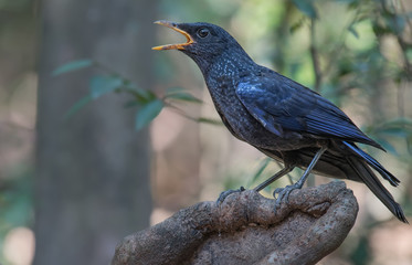 Blue Whistling-thrush onbranch in nature in hot weather.