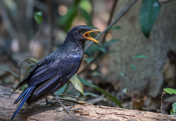 Blue Whistling-thrush onbranch in nature in hot weather.