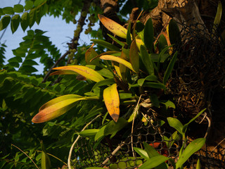 Bromeliad green,Garden Home,Thialand