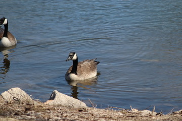 Fototapeta premium canadian goose swimming on the lake 