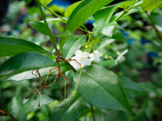 Gardenia jasminoides,Flower white,Garden Home
