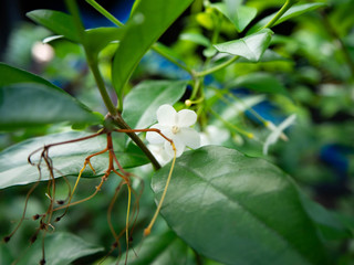 Gardenia jasminoides,Flower white,Garden Home