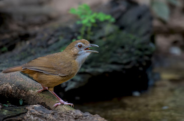 Abbott's Babbler on branch in nature.