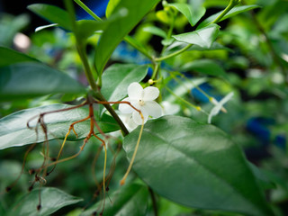 Gardenia jasminoides,Flower white,Garden Home