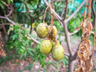 Ant walking,Olive Tree In The Thai Fruit Garden,Thailand