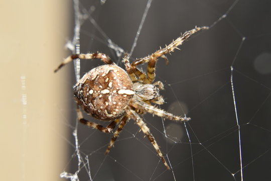 spider on web