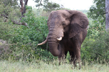 Afrikanischer Elefant / African elephant / Loxodonta africana