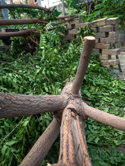 Trees cut wood,garden home thailand