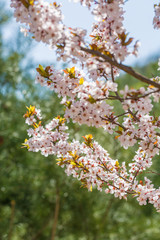 Ye Li, purple flowers ，Prunus Cerasifera Ehrhar f. atropurpurea，Prunus Cerasifera