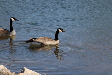canadian goose in water