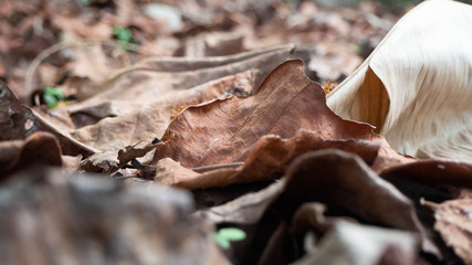 Dry leaf brown,garden home,thailand